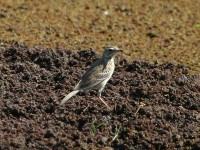 African Pipit (Anthus cinnamomeus)