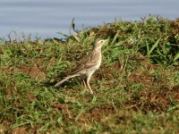 African Pipit (Anthus cinnamomeus)