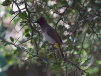 Common Bulbul (Pycnonotus barbatus)