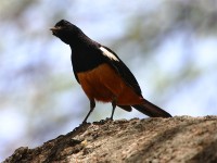 Mocking Cliff Chat (Thamnolaea cinnamomeiventris)