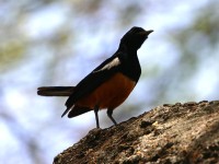 Mocking Cliff Chat (Thamnolaea cinnamomeiventris)