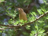 Red-faced Crombec (Sylvietta whytii)