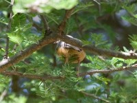 Red-faced Crombec (Sylvietta whytii)