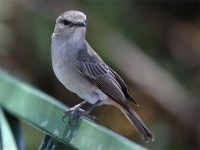 African Grey Flycatcher (Melaenornis microrhynchus)