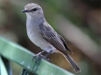 African Grey Flycatcher (Melaenornis microrhynchus)