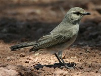 African Grey Flycatcher (Melaenornis microrhynchus)