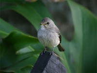 African Dusky Flycatcher (Muscicapa adusta)