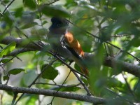 African Paradise Flycatcher (Terpsiphone viridis)