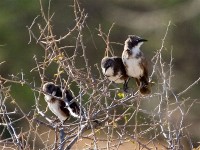 Northern Pied Babbler (Turdoides hypoleuca)