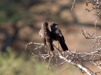 Northern Pied Babbler (Turdoides hypoleuca)