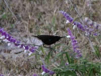 Amethyst Sunbird (Chalcomitra amethystina)