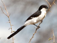 Long-tailed Fiscal (Lanius cabanisi)