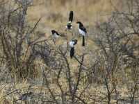 Long-tailed Fiscal (Lanius cabanisi)