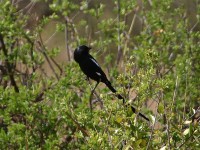 Magpie Shrike (Urolestes melanoleucus)