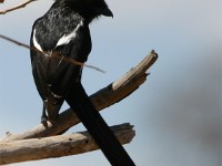 Magpie Shrike (Urolestes melanoleucus)