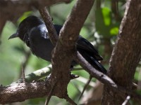 Slate-colored Boubou (Laniarius funebris)