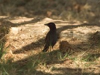 Slate-colored Boubou (Laniarius funebris)