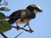 Northern White-crowned Shrike (Eurocephalus ruppelli)