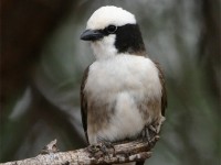 Northern White-crowned Shrike (Eurocephalus ruppelli)