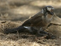 Northern White-crowned Shrike (Eurocephalus ruppelli)