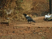 Pied Crow (Corvus albus)