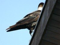 White-necked Raven (Corvus albicollis)