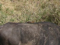 Yellow-billed Oxpecker (Buphagus africanus)