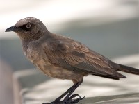 Ashy Starling (Lamprotornis unicolor)