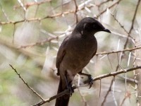 Ashy Starling (Lamprotornis unicolor)