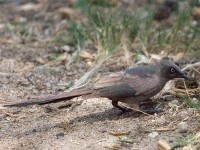 Ashy Starling (Lamprotornis unicolor)