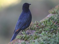 Red-winged Starling (Onychognathus morio)