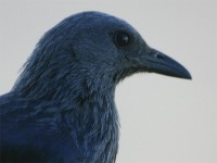 Red-winged Starling (Onychognathus morio)