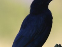 Red-winged Starling (Onychognathus morio)