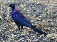 Rüppell's Starling (Lamprotornis purpuroptera)