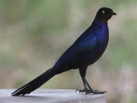 Rüppell's Starling (Lamprotornis purpuroptera)