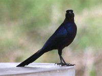 Rüppell's Starling (Lamprotornis purpuroptera)