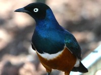 Superb Starling (Lamprotornis superbus)