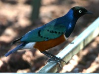 Superb Starling (Lamprotornis superbus)