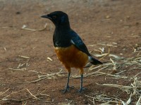 Superb Starling (Lamprotornis superbus)