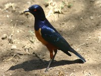 Hildebrandt's Starling (Lamprotornis hildebrandti)