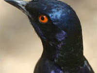 Hildebrandt's Starling (Lamprotornis hildebrandti)