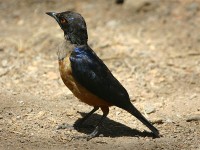 Hildebrandt's Starling (Lamprotornis hildebrandti)