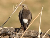 Wattled Starling (Creatophora cinerea)