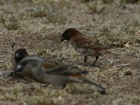 Kenya Sparrow (Passer rufocinctus) Chestnut Sparrow (Passer eminibey)