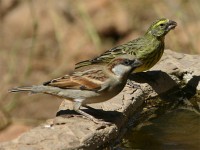 House Sparrow (Passer domesticus) White-bellied Canary (Crithagra dorsostriata)