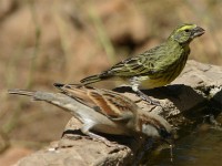 House Sparrow (Passer domesticus) White-bellied Canary (Crithagra dorsostriata)