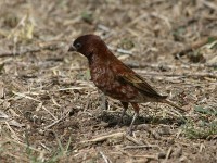 Chestnut Sparrow (Passer eminibey)