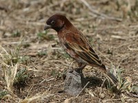 Chestnut Sparrow (Passer eminibey)