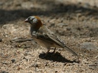 Speckle-fronted Weaver (Sporopipes frontalis)