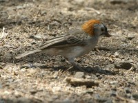 Speckle-fronted Weaver (Sporopipes frontalis)